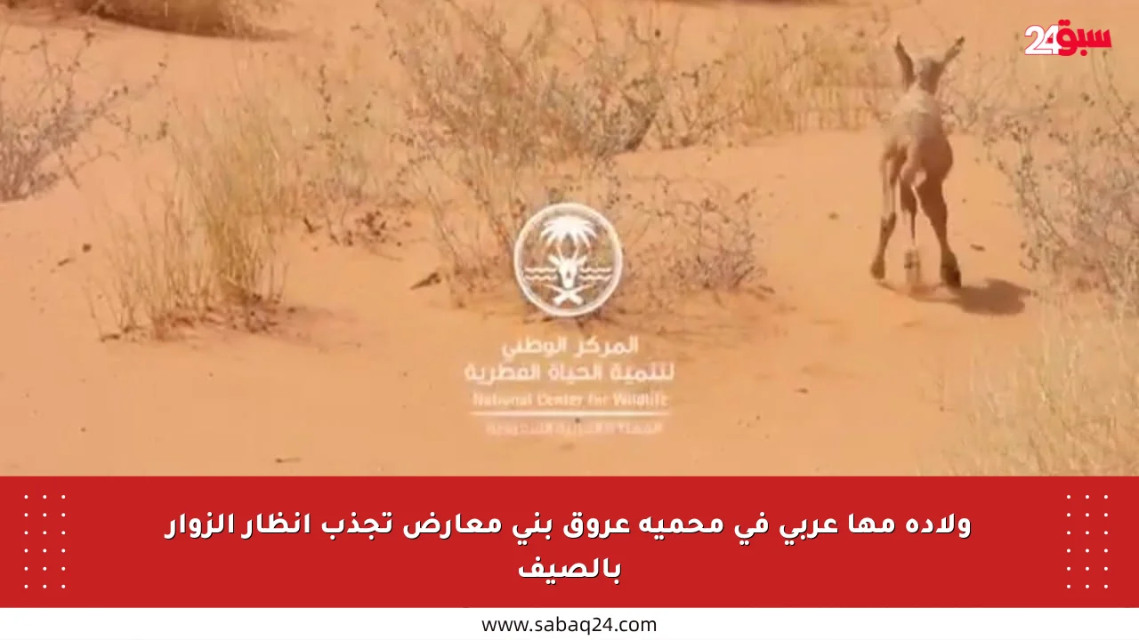ولادة مها عربي في محمية عروق بني معارض تجذب أنظار الزوار بالصيف